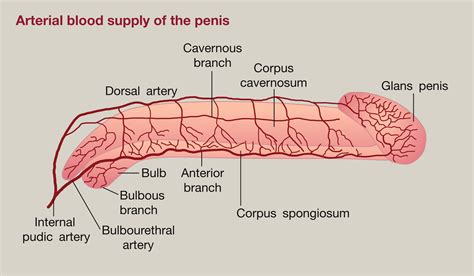 pictures of a dick|Penis: Anatomy, Picture, Erection, and Ejaculation